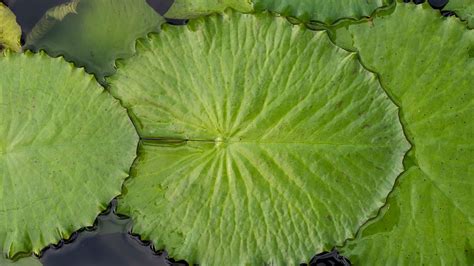 Round Green Water Lily Leaves Free Photo Rawpixel