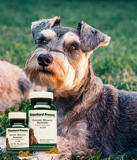 Canine Hepatic Support: Naturally Healthy Liver for Dogs – Journeys