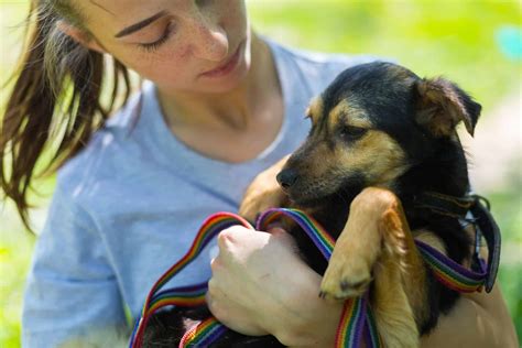 Wie Man Streunende Hunde Einfängt Um Sie In Ein Tierheim Zu Bringen