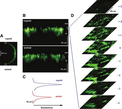 Confocal Imaging Of Mitochondria In Xenopus Laevis Oocyte A