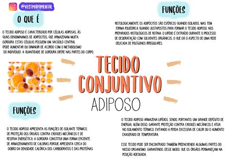 Tipos De Tecido Adiposo - 8