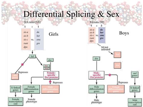 Ppt Differential Gene Expression Powerpoint Presentation Free