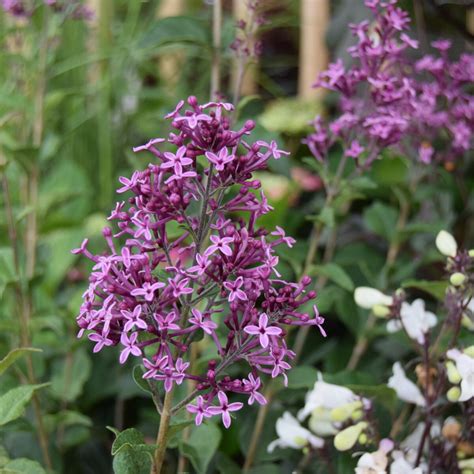 Syringa Bloomerang Dark Purple Find Haveplanter