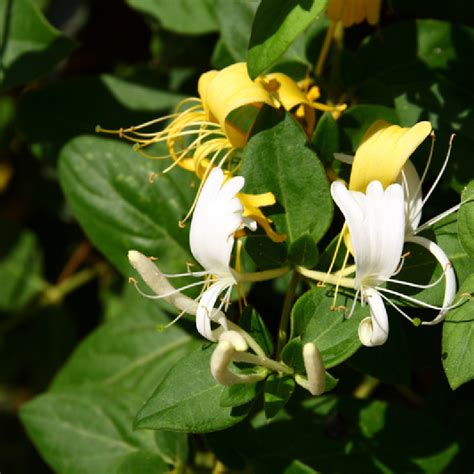 Lonicera japonica Hall s Prolific Chèvrefeuille du japon