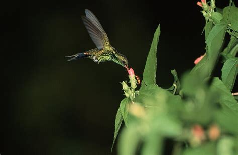 Hummingbird, Southamerica – License image – 70082580 lookphotos