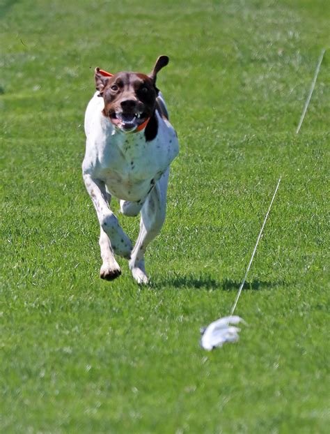 tips for cat hyperactive fast 9