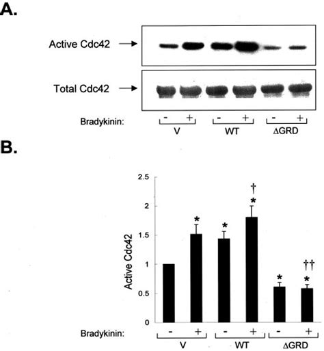 Overexpression Of Iqgap1grd Abrogates Bradykinin Induced Activation Of