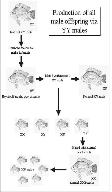 Production Of All Male Offspring Via Yy Males Download Scientific Diagram