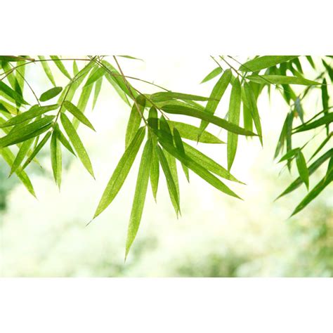 Sansibar Home Leinwandbild Green Bamboo Leaves Von Rodho Wayfair De