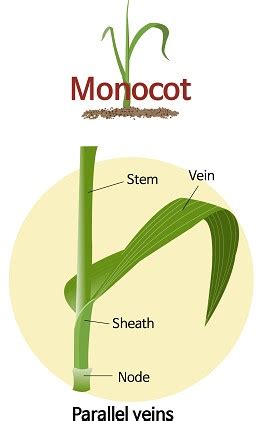 Monocot Leaf Drawing