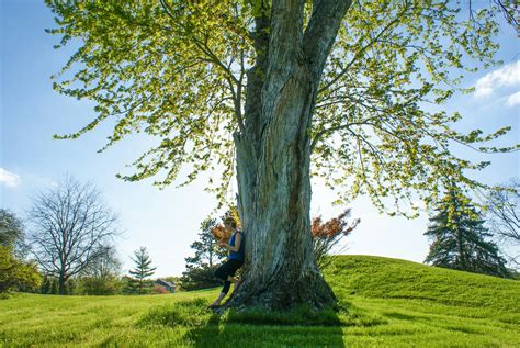 Everything You Need To Know About The October Glory Maple Tree Treenewal