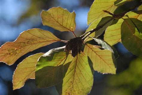 Bielefelder B Ume Blog Archive Blutbuche Auf Dem Alten Friedhof