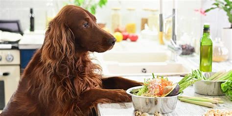 What Is Fresh Pet Food And Is It Actually Better Wirecutter