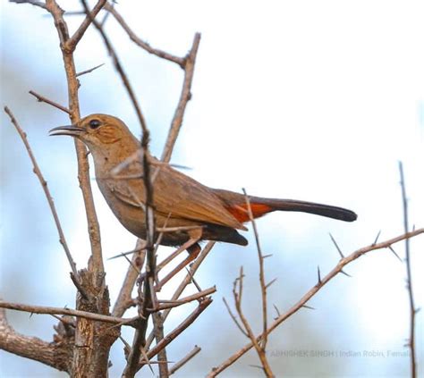 Aravalli Biodiversity Park In Gurgaon For Greenery | So Delhi