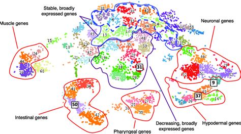 Clustered Gene Expression Visualized With T Sne Gene Expression Values