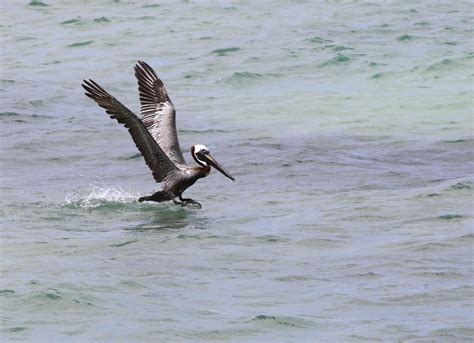 Brown Pelican Charles D Peters M P R Flickr