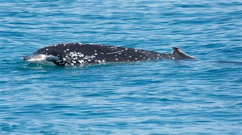 Mystery Over How Humpback Whale Spotted With No Tail Fin Still Manages