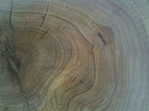 Tree Rings - Using Dendrochronology to Age Trees - Counting Rings