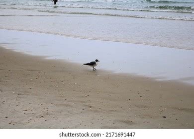 Seagull Walking On Florida Beach Stock Photo 2171691447 Shutterstock