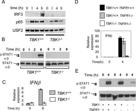 MEF And BMDMs Deficient In TBK1 Exhibit A Severe Defect In Type I IFN