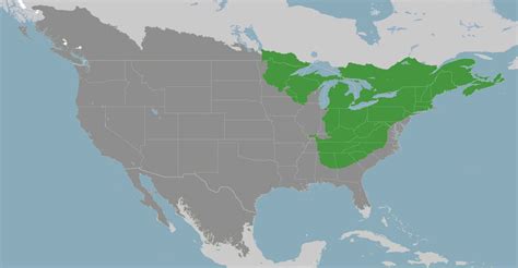 Northeast American Forests | One Earth