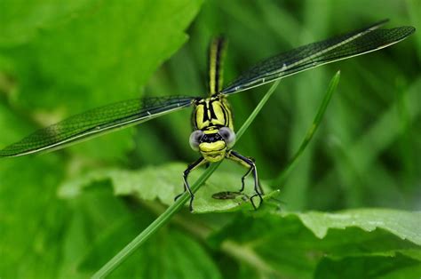 Native American Spiritual Meaning of Dragonfly