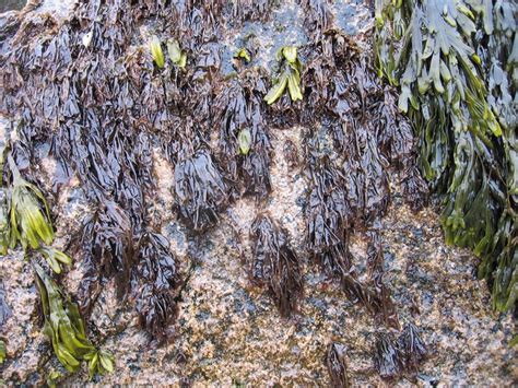 Sequencing reveals how Porphyra thrives in a tough environment ...