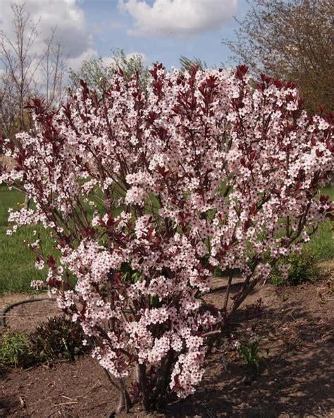 Zone 3 Flowering Trees 9 Stunning Cold Hardy Ornamentals