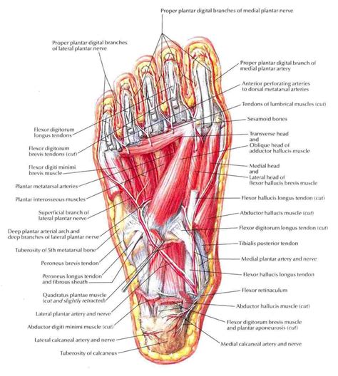 Diagram Of Foot - exatin.info