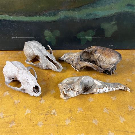 Collection of Antique Canis Skulls | Briggs & Oliver