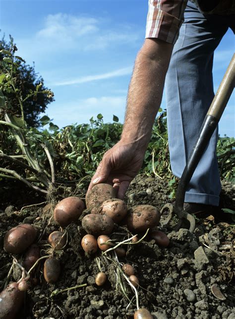 Quand planter les pommes de terre Plantation culture et récolte