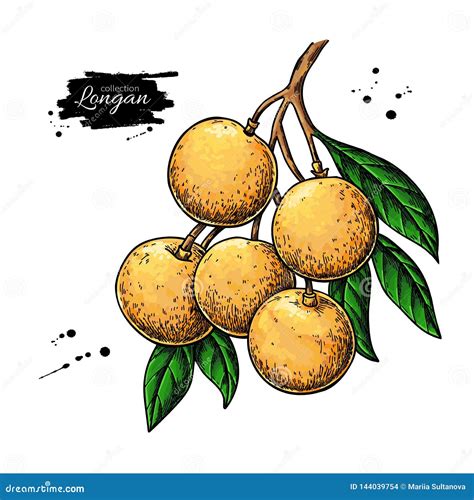 Longan Branch Vector Drawing Hand Drawn Tropical Fruit Illustration