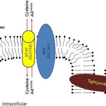 Cellular Localisation And Function Of Rbat Slc A And B At Slc A