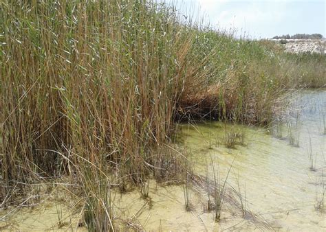 Fotos gratis : Cañas, Humedales, verduras, barrera, verdor, agua, lago