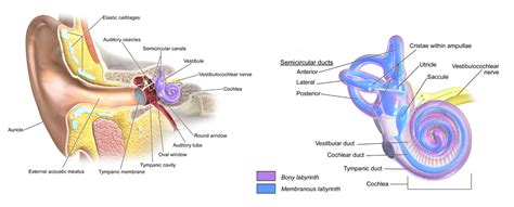 BPPV Overview | Chester County Vertigo and Balance