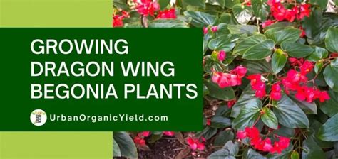 Dragon Wing Begonia Plant Care