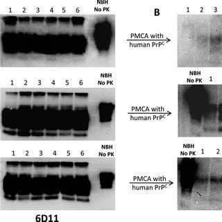 Western Blot Profile Of Human Prp Sc Generated In Vitro From Cwd A