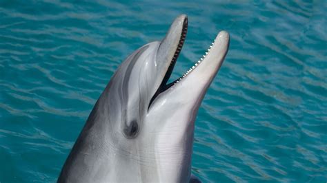 Sexually Aroused Dolphin Causes Swimming Ban On French Beach Cnn