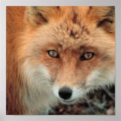 Fox Species Poster | Zazzle