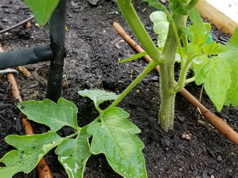 The Best Tips For Watering Your Tomato Plants Lettuce Grow Something