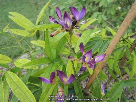 Photo Of The Entire Plant Of Evergreen Wisteria Callerya Reticulata Posted By Piksihk