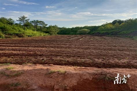 推动3500余亩撂荒地完成复耕复种，南雄水口镇这样做的南方plus南方