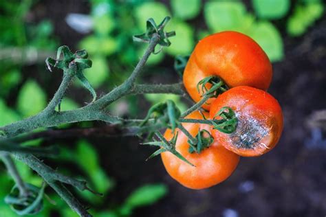 Tomaten Krankheiten Erkennen Bek Mpfen Vorbeugen Plantura