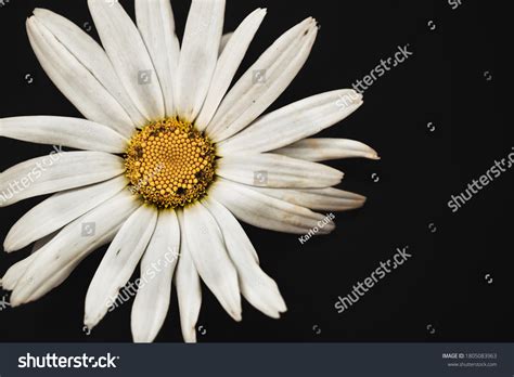1 Delicare Logo Images, Stock Photos & Vectors | Shutterstock