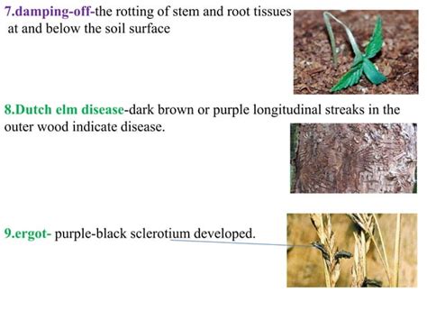 Signs and symptoms of plant disease | PPT | Free Download