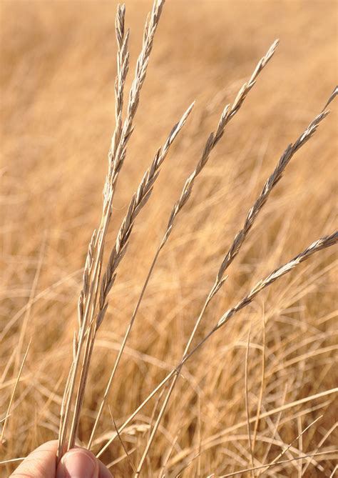 Western Wheatgrass Native American Seed