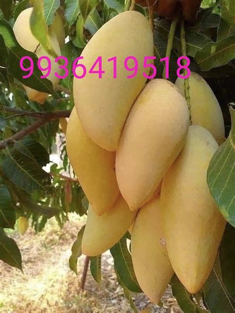 Sinduri Mango Plant At Rs Plant Malihabad Lucknow Id