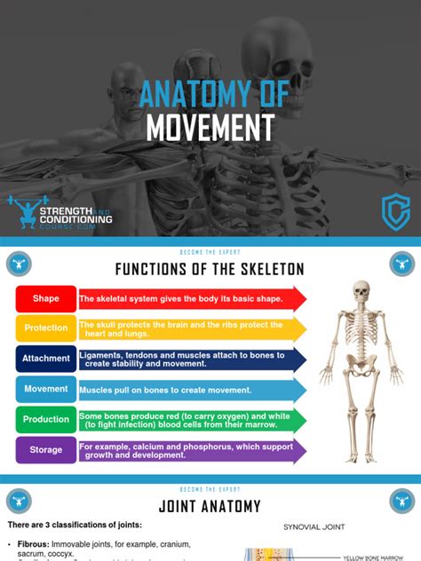 Anatomy of Movement | PDF | Anatomical Terms Of Motion | Musculoskeletal System