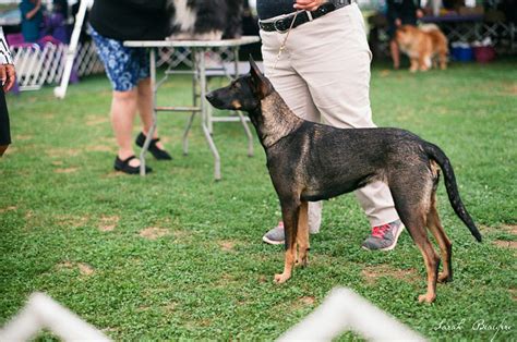 Xoloitzcuintli | Dog-Breeds.com