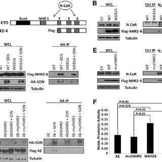 Characterization Of Nhr N Cor And Aml Eto Son Binding And Effects On